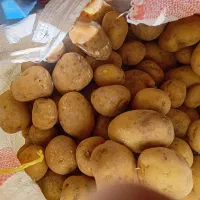 فروش سیب زمینی برای بذر