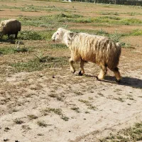 قوچ تخمی