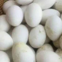 تخم قوغاز نطفه دار درجه یک