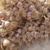 سیر محلی|خدمات باغبانی و درختکاری|کاکی, |دیوار