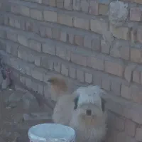 خوشکل‌پشمالو‌قیمت ۷