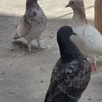 کبوتر