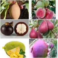 فروش انواع نهال میوه های استوایی خاص و کمیاب