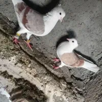 سه عدد پرنده