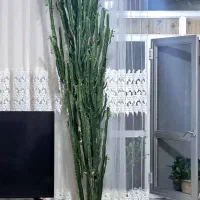یک عدد گل کاکاوس