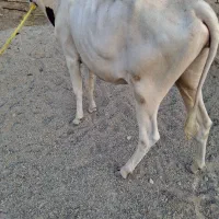 گوساله