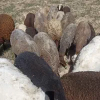 میش بره