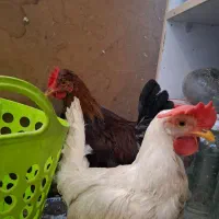 جوجه مرغ و خروس ۵ ماهه خونگی