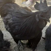 تخم مرغ نطفه دار ایام سمانی