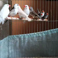 هشت عدد فنچ
