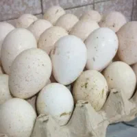 تخم بوقلمون نطفه دار