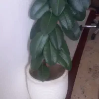 گل گوشه فیلی