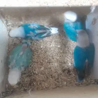 جوجه کوتوله سرلاکی و