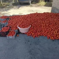 ابگیری گوجه وانگور فقط ارومیه جاده اشنویه