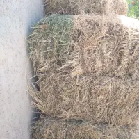 فروش یونجه