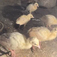 حیوانات