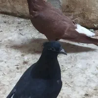 جوجه سیاه دم سفید و سرخ دم سفید