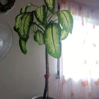 گل دیفن