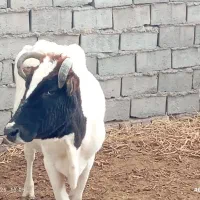 گاو برای مراسمات