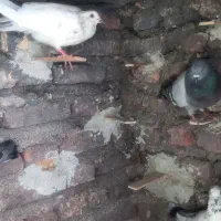 پرنده