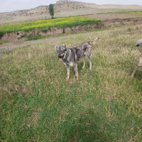 سگ سرابی ۹ ماهه