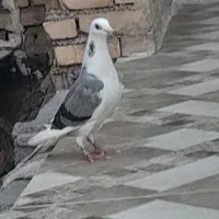 یک عدد کبوتر ماده پلاکی