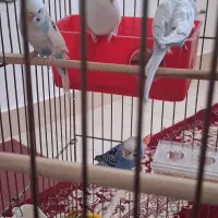 فروش مرغ عشق