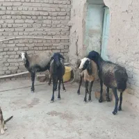 میش بز|حیوانات مزرعه|ورامین, ورامین|دیوار