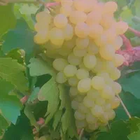 انگور درجه یک