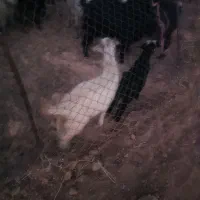 فروش چهار بز و چهار بزغاله
