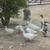 فروش قو غاز و قاز در کنگان