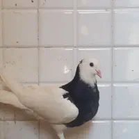 (جوجه طوقی سیاه نر کاکلی)