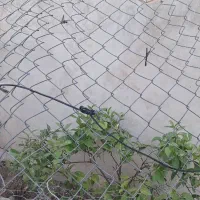 فنس