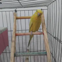 مرغ عشق زعفرانی نر