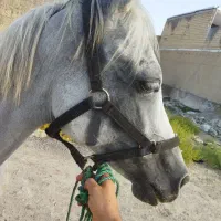 اسب مادیون شناسنامه داره یکسر