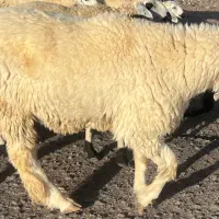 قوچ مری
