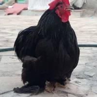 خروس.کوشین بلک