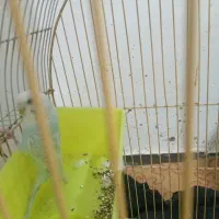مرغ عشق برای فروش میرسد باغملک لاله هشتم