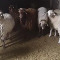 گوسفند چاق جهد کشتار موجود است