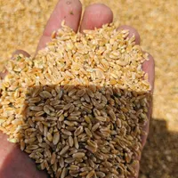 گندم مخصوص کبوتر ومرغ