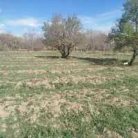 دو-قطعه-باغ-انگوری