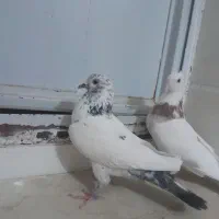 نرماده فروشی