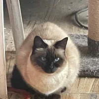 یک جفت گربه سیامی و اسکاتیش عقیم شده سه ساله