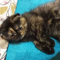 گربه اسکاتیش ماده