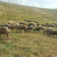 گوسفندمیش وبره و کاور نر داشتی