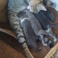 واگذاری ۴ بچه گربه و مادر
