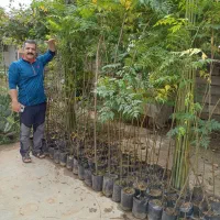 فروش نهال زیتون تلخ