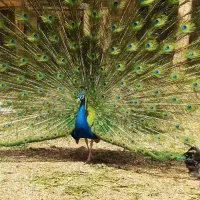 یک جفت طاووس نروماده