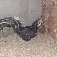 مرغ گلین