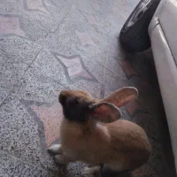خرگوش